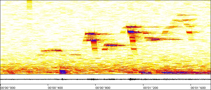 sonogram of Swainsin's Thrush song; buttons below image play this song.